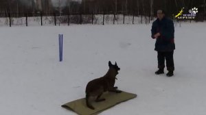 Команда место, обучение через восьмёрку, стимуляция кормом или мячом, малинуа