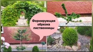 Формирующая обрезка лиственницы.