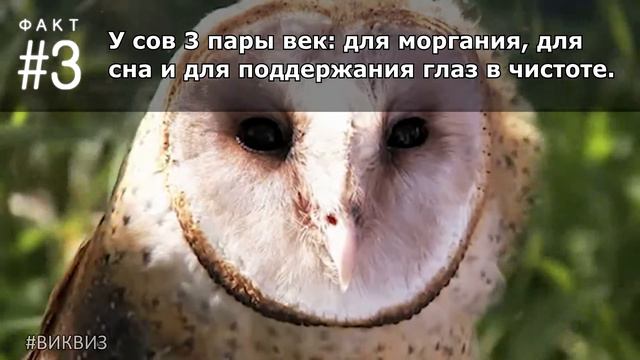 Что ты не знаешь о совах? #ФактыПротивМифов | Вопрос 255 | Викторина "Виквиз" смотреть онлайн