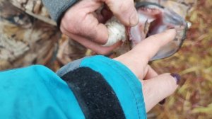 почему не клюет щука? смена зубов,обзор пасти