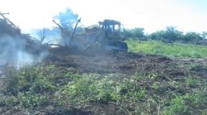 Трактор т-130 сжигает кучи деревьев