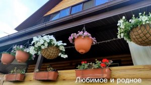 Обзор петунии по сортам. Июнь 2023г.Воронежская область.