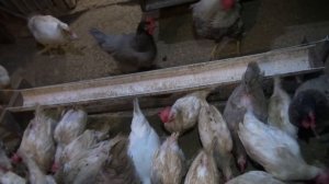 Продолжаю кормить Кур и цыплят черной львинкой.