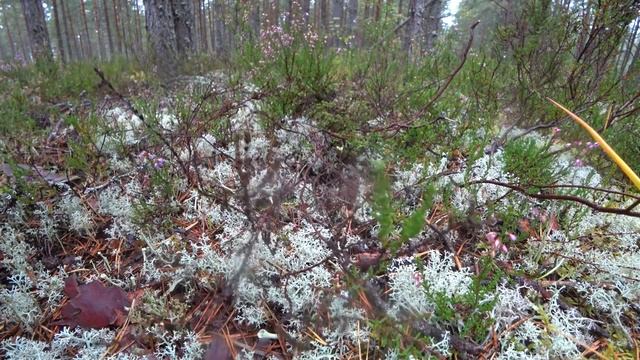 БОРОВИКИ,ПОДОСИНОВИКИ И ЕЛОВЫЕ БЕЛЫЕ ГРИБЫ В ПРЕКРАСНОМ СОСНОВОМ БОРУ | ОСЕНЬ 2021 смотреть онлайн