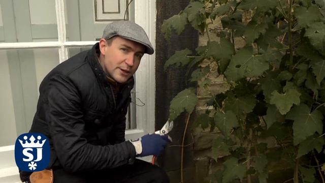 How to prune group 3 Clematis with Lee Bestall