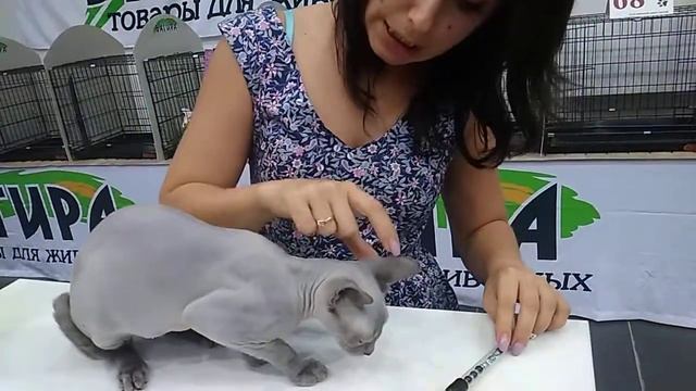 Выставка кошек симферополь смотреть онлайн