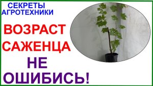 Как верно определить возраст саженца при покупке?