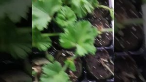 ПЕЛАРГОНИЯ, выращивание к 8 марта, получила черенки.