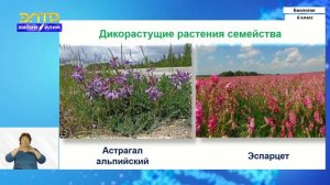 6-класс | Биология  | Класс двудольные растения. Семейство бобовые