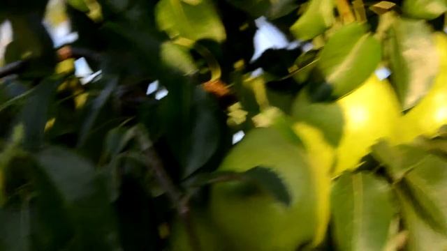 Летняя груша Якимовская смотреть онлайн