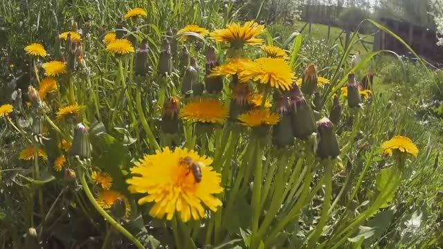 Июньские красоты в деревне... смотреть онлайн