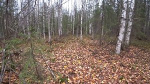 охота с р.г.Радой в Архангельской области.11.10.22 г.