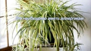 Растения - которые очищают воздух в квартире