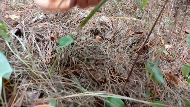 Рыжики. Просто огромные поляны рыжиков! смотреть онлайн