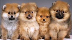 Самые популярные клички для маленьких собак The most popular nicknames for small dogs