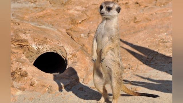 Gli animali della savana (Seconda parte)🦁🦓🐘🐆🐃🦏 смотреть онлайн