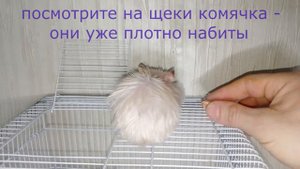 хомяк ЗА ЩЕКИ ПРЯЧЕТ ФИСТАШКИ!!! (орехи  вкусные хомяк очень любит!!))))))