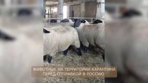 Лучшая мясная порода овец! Племенные овцы Суффолк! Где купить овец Суффолк в России! Овцеводство