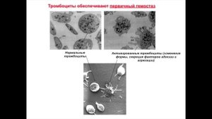 Основы анатомии и физиологии. Кровь