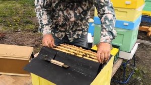 Карника пешец. 12.05.2020г.