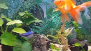 Рыбка петушок , содержания и размножения .