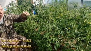 Как правильно подкармливать томаты азотными удобрениями