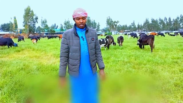 // hintala seena qabeetti // Seenaa Ajaa'iba смотреть онлайн