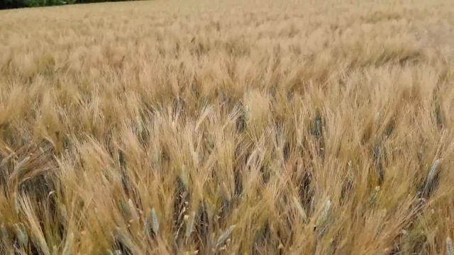 Посіяли тверду озиму пшеницю з нормою 50 кг/га смотреть онлайн