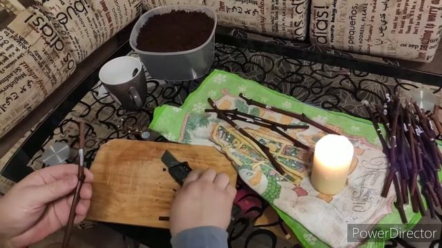 Проращивание, укоренение черенков винограда в кокосовом субстрате. смотреть онлайн