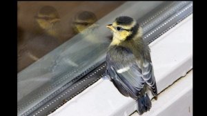 031 Почему птичка стучит в окно.