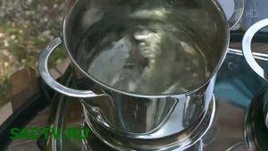 Закуска из стручков акации