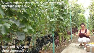 8 Плохое опыление винограда - почвенные факторы, внесение удобрений (Пузенко Наталья Лариасовна)