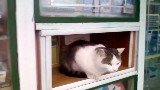 Хозяйка киоска. Где же вы где мои покупатели. смотреть онлайн