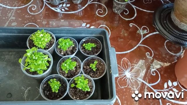 черенкую все подряд и опять в вермикулит. смотреть онлайн