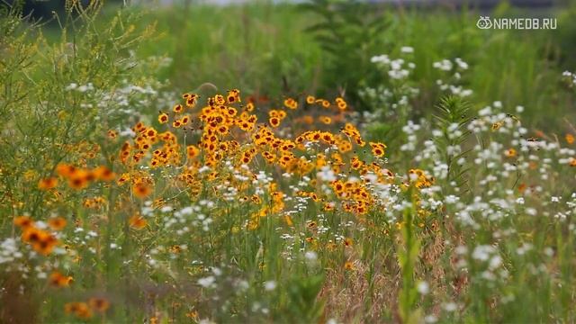 Бесплатный курс по выбору украшения по знакам Зодиака смотреть онлайн