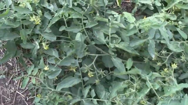 Монгольский карлик (часть3) О поливе и обработке смотреть онлайн