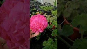 Пеларгония Лара Делигхт