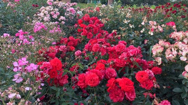 Беспроблемная роза «Скарлет Боника»Scarlet Bonica,Meilland 2015 смотреть онлайн