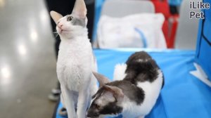 Как ухаживать за корниш-рексом?