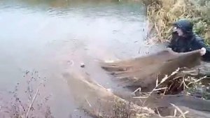 Вылов рыбы бреднем в своём пруду