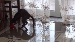 Какие игрушки подходят для кота. Сделайте игрушки для  кота своими руками.