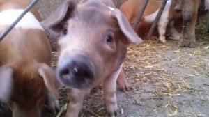 Разведение Краснопоясой породы свиней как бизнес идея | Свиноводство | Краснопоясая свинья