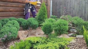 Топиарная стрижка хвойных