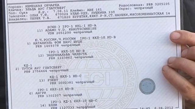 Домашний зоопарк: Миниатюрный бультерьер