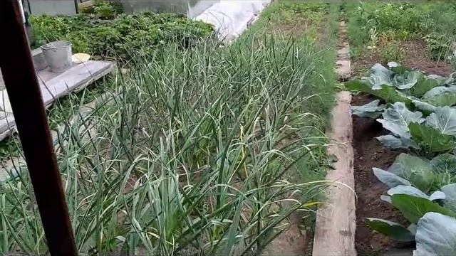 #VLOG Мои улицы. #VLOG Мой огород. Понемногу обо всем смотреть онлайн