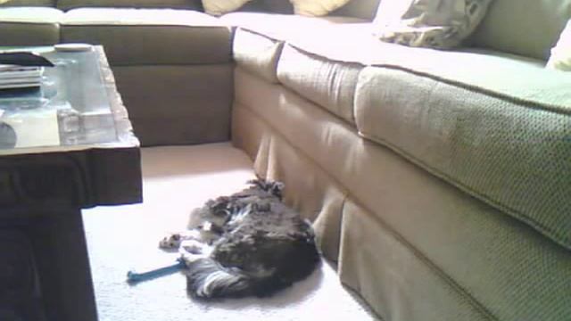 My dog Lola and Little light of love 5th Elelment Song смотреть онлайн