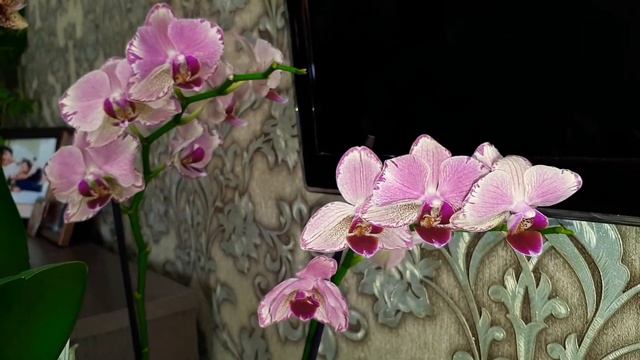 Обзор орхидей Чармер/Фантом/Мэджик арт/Пират пикоти смотреть онлайн