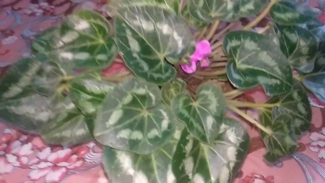 Cyclamen ഇനി കേരളത്തിലും 😳|| Cyclamen Persicum Plant care|| #Vereityplants #Cyclamen #PlantCare смотреть онлайн