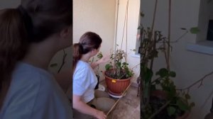Как правильно обрезать бугенвиллию/ bougainvillea cutting (часть 1 )