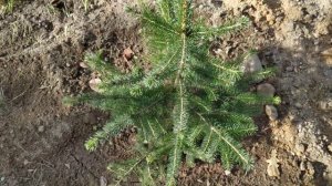 МОЯ ЕЛЬ СЕРБСКАЯ ? PICEA OMORIKA??️